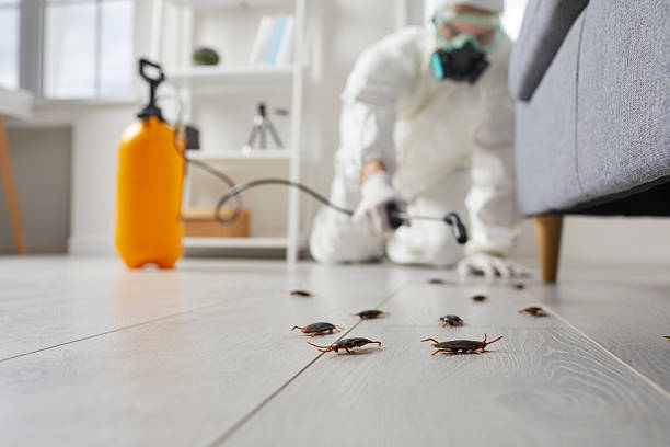 Commercial Kitchen Cockroach Control in Godfrey